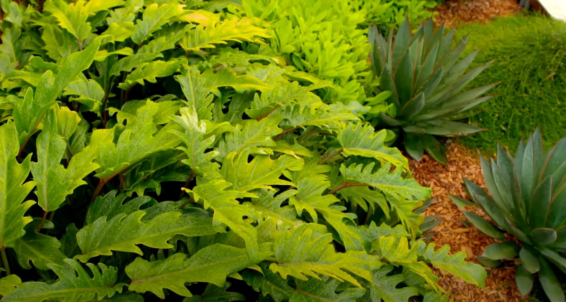 Tropical Plant Installation - Diverse Foliage and Garden Bed Design Lush tropical plantings with various foliage textures and mulched garden beds